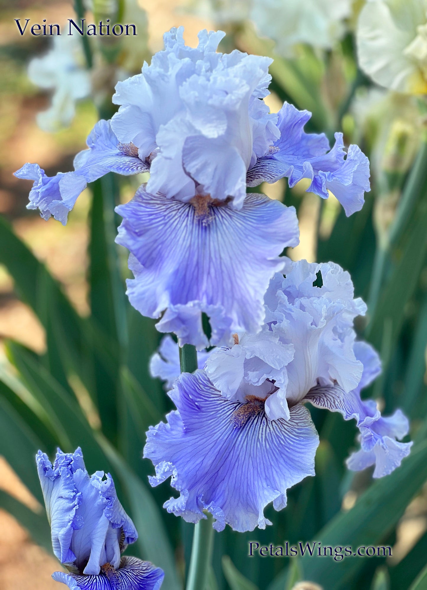 VEIN NATION - 2020 - TB - Fragrant