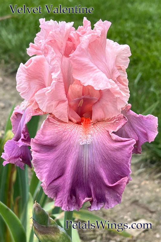 VELVET VALENTINE - 2015 - TB - Fragrant