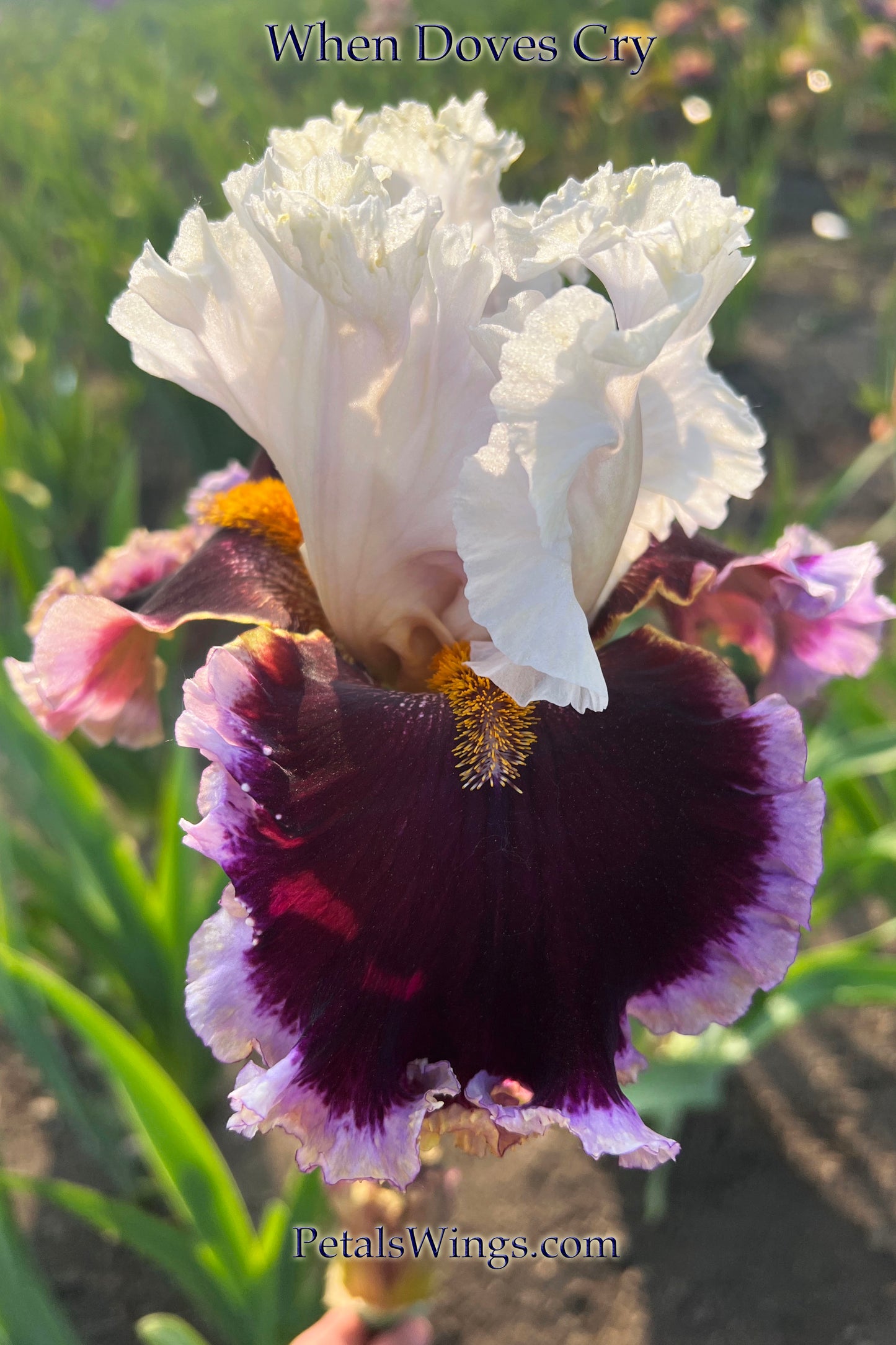 WHEN DOVES CRY - 2018 - TB