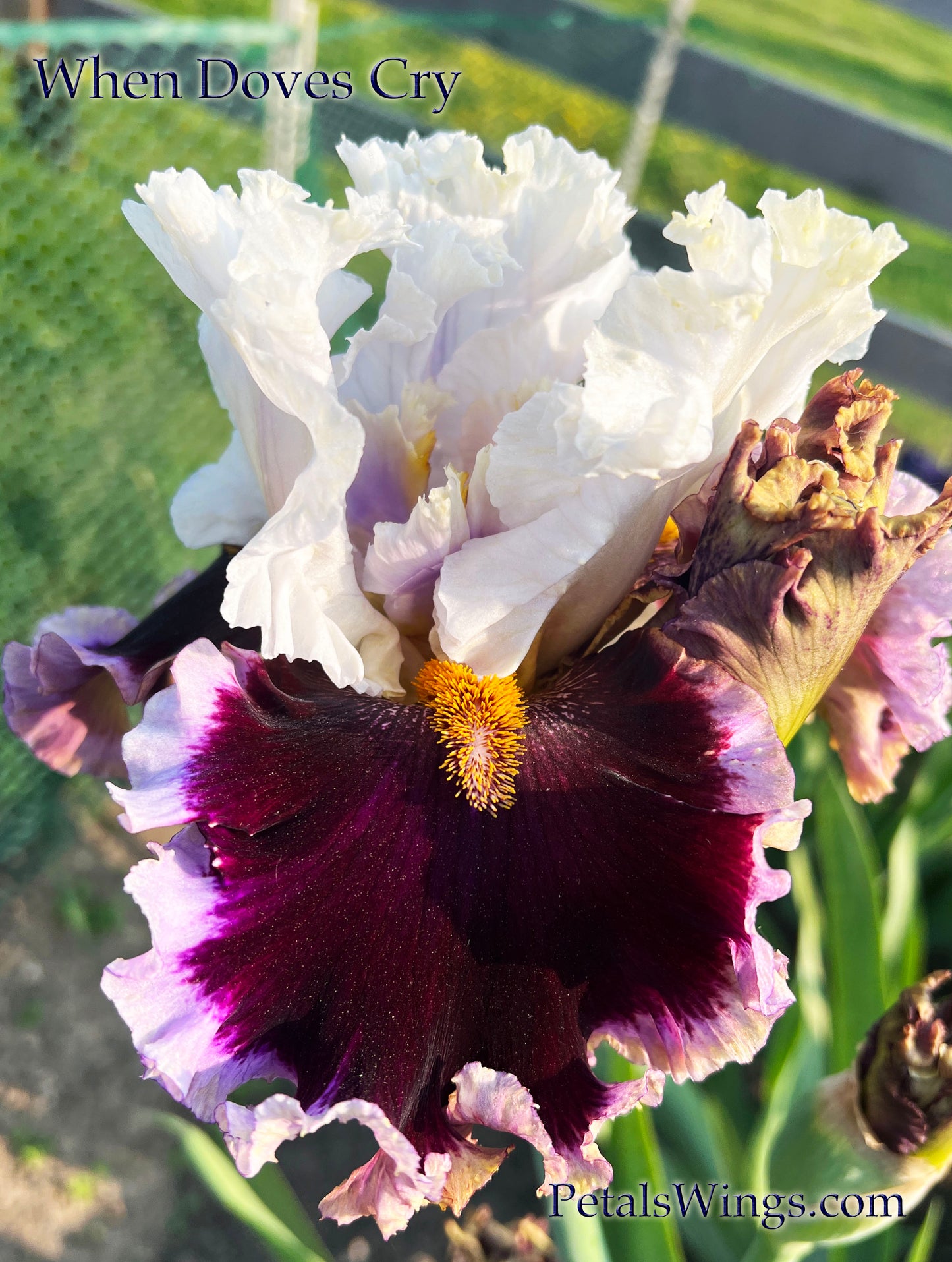 WHEN DOVES CRY - 2018 - TB