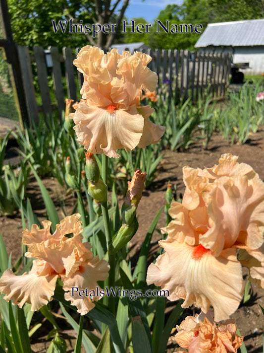 WHISPER HER NAME - 2011 - TB - Fragrant