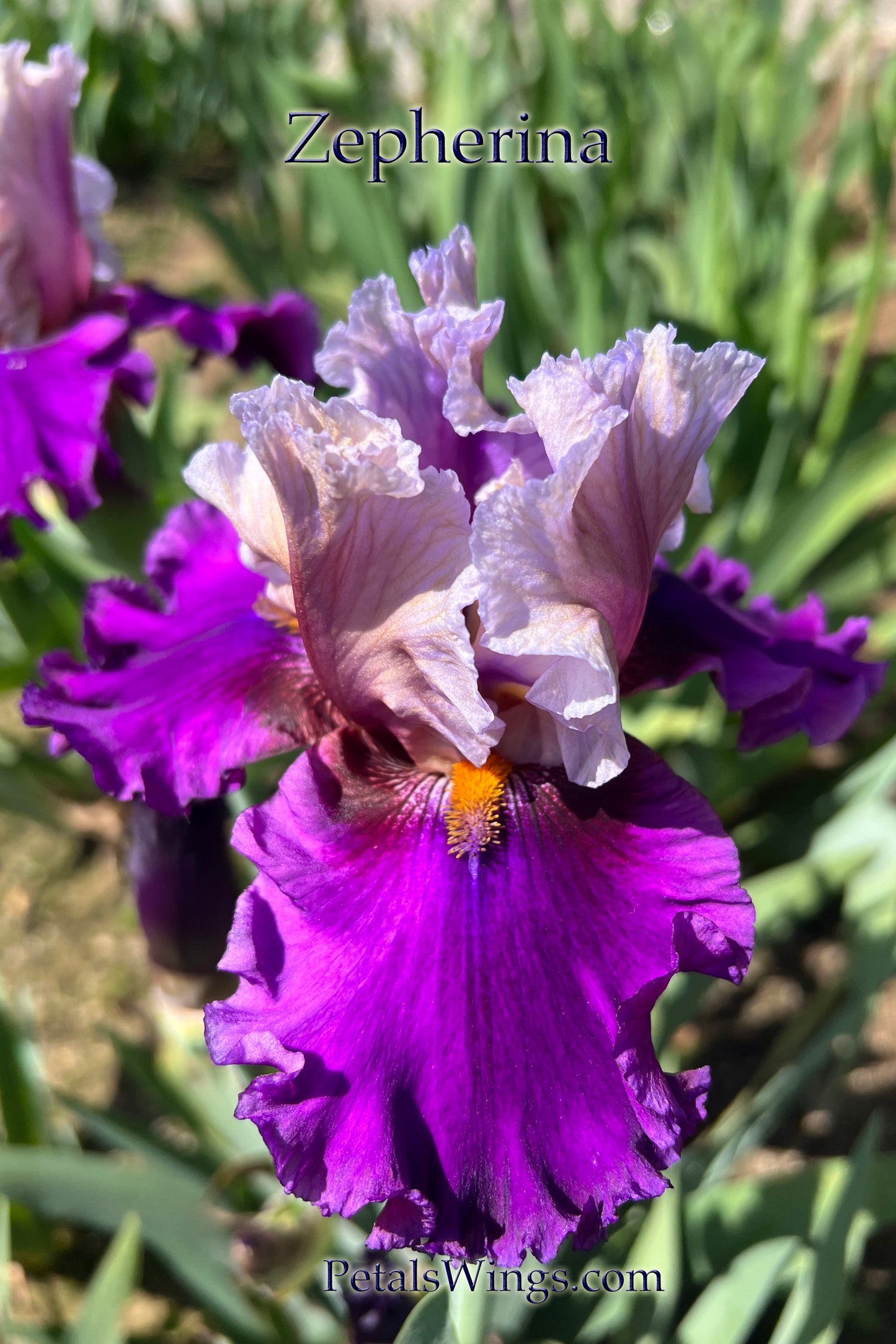 ZEPHERINA - 1995 - TB