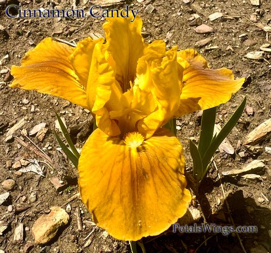 CINNAMON CANDY - 2013 - SDB - Fragrant