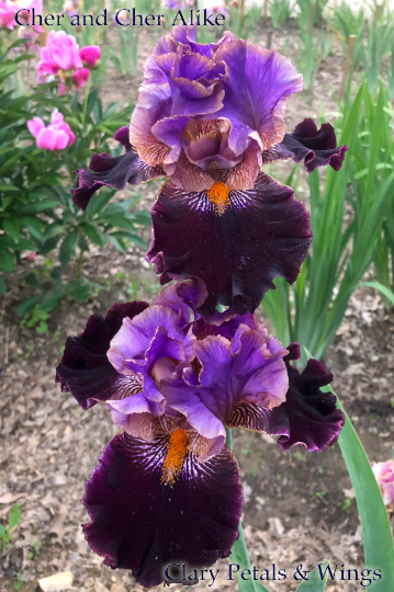 CHER AND CHER ALIKE - 2013 - TB - Fragrant