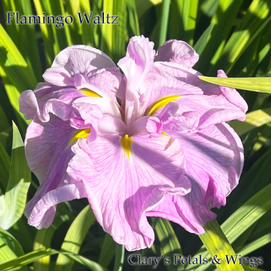 FLAMINGO WALTZ - Ensata - Japanese Iris