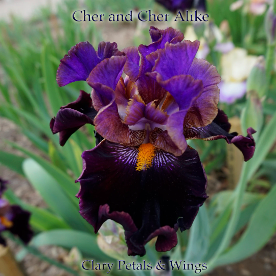 CHER AND CHER ALIKE - 2013 - TB - Fragrant