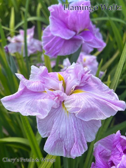 FLAMINGO WALTZ - Ensata - Japanese Iris