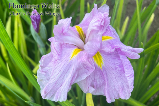 FLAMINGO WALTZ - Ensata - Japanese Iris