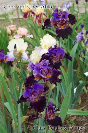 CHER AND CHER ALIKE - 2013 - TB - Fragrant