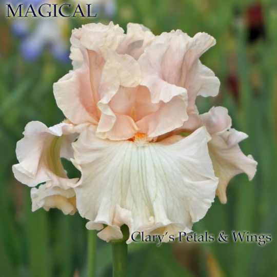 MAGICAL - 2008 TB