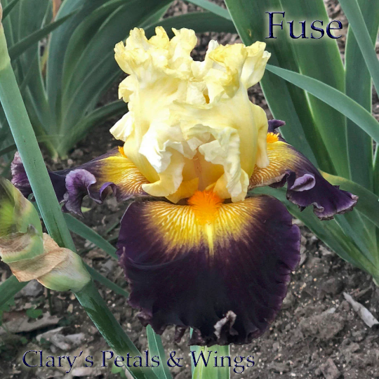 FUSE - 2017 - TB - Fragrant