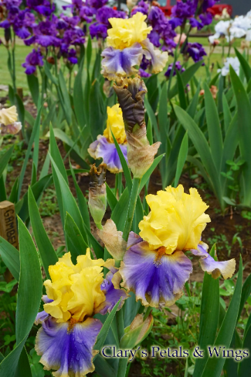 GAMBLING MAN - 2014 TB-Fragrant