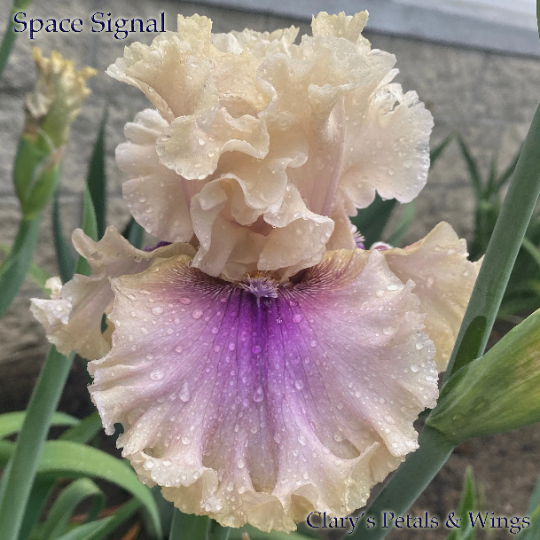 SPACE SIGNAL - 2018 - TB