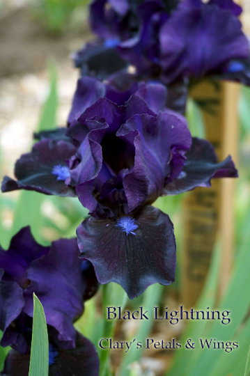 BLACK LIGHTNING - 2009 - SDB