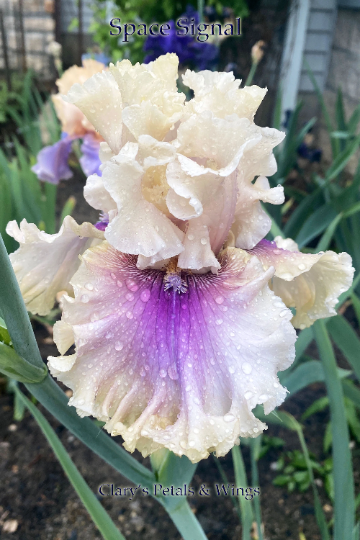 SPACE SIGNAL - 2018 - TB