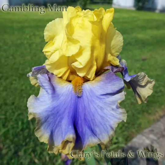 GAMBLING MAN - 2014 TB-Fragrant