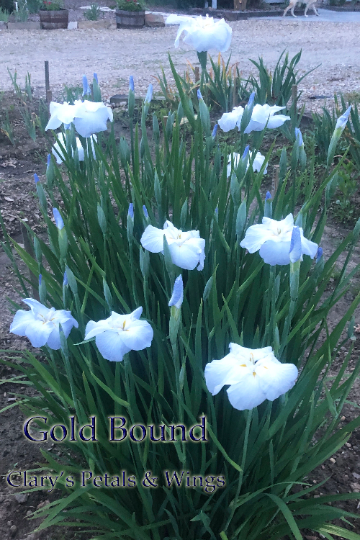 GOLD BOUND - Ensata - Japanese Iris