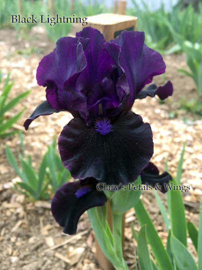 BLACK LIGHTNING - 2009 - SDB