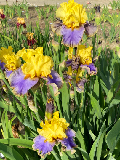 GAMBLING MAN - 2014 TB-Fragrant