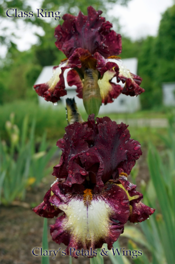 CLASS RING - 2010 - TB