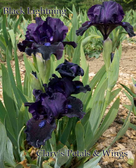 BLACK LIGHTNING - 2009 - SDB