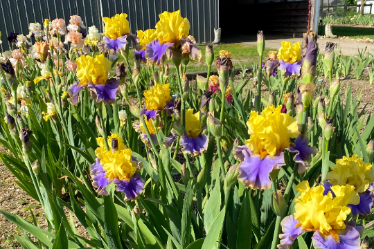 GAMBLING MAN - 2014 TB-Fragrant