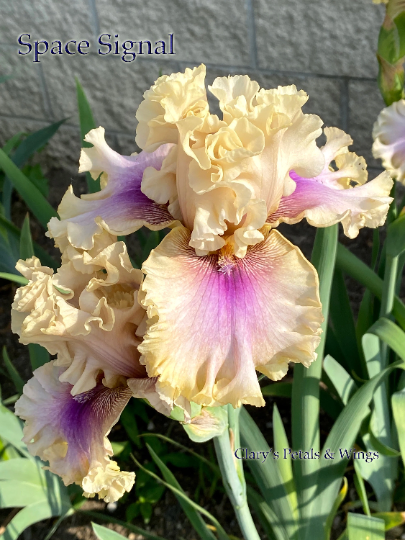 SPACE SIGNAL - 2018 - TB