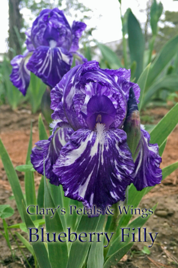 BLUEBERRY FILLY - 1998 - IB - Fragrant