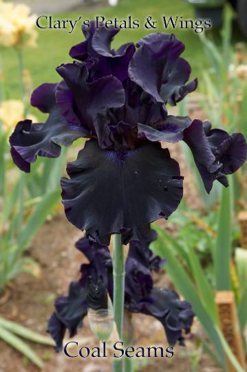 COAL SEAMS - 2013 - TB