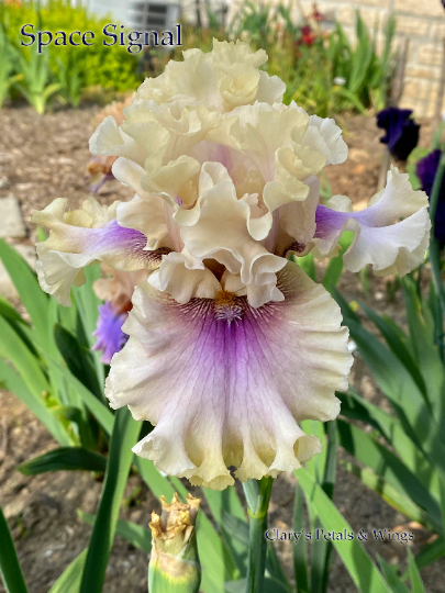 SPACE SIGNAL - 2018 - TB