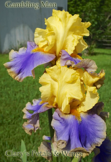 GAMBLING MAN - 2014 TB-Fragrant