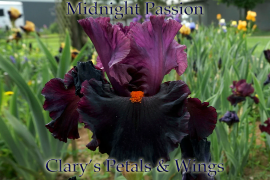 MIDNIGHT PASSION - 2008 TB