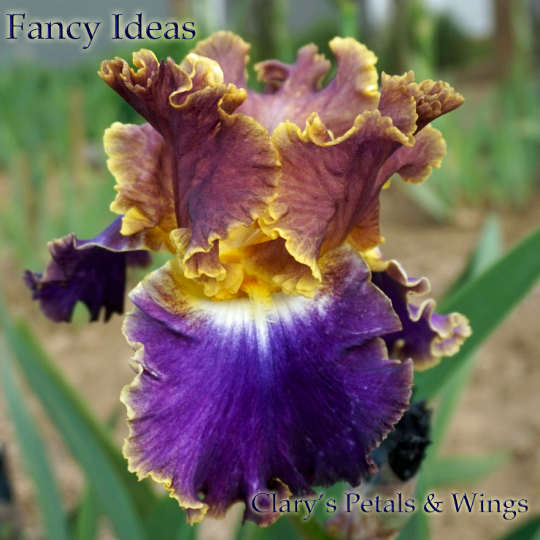 FANCY IDEAS - 2013 - TB