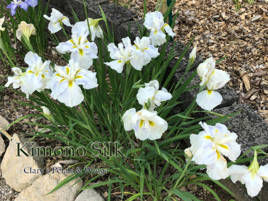 Kimono Silk - Ensata - Japanese Iris