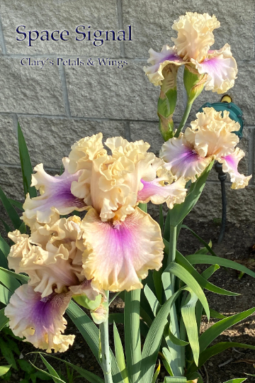 SPACE SIGNAL - 2018 - TB