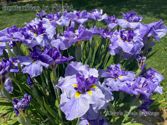 BUTTERFLIES IN FLIGHT - Ensata - Japanese Iris