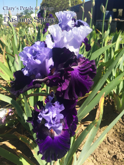 DASHING SQUIRE - 2014 - TB - Fragrant