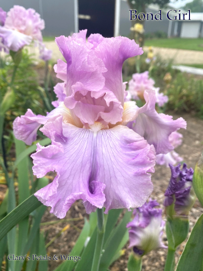 BOND GIRL - 2017 - TB