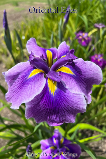 ORIENTAL EYES - Ensata - Japanese Iris