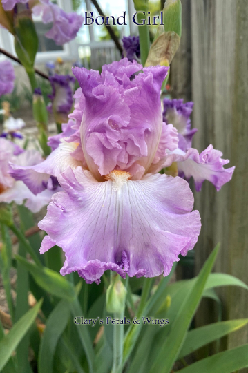 BOND GIRL - 2017 - TB