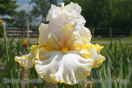 STOLEN SWEETS - 2009 - TB - Fragrant