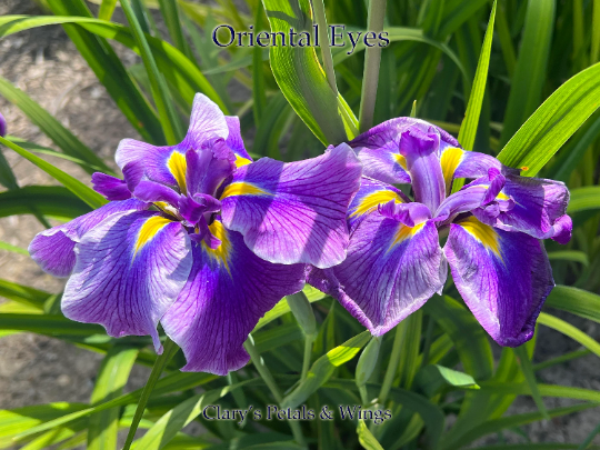 ORIENTAL EYES - Ensata - Japanese Iris