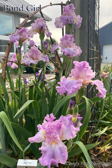 BOND GIRL - 2017 - TB