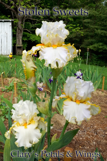 STOLEN SWEETS - 2009 - TB - Fragrant