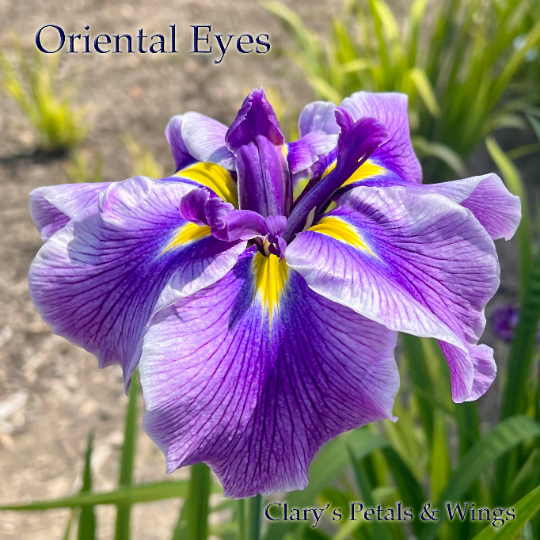 ORIENTAL EYES - Ensata - Japanese Iris