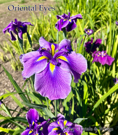ORIENTAL EYES - Ensata - Japanese Iris