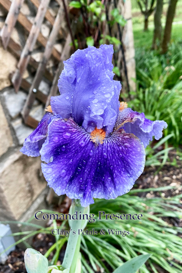 COMMANDING PRESENCE - 2014 - TB