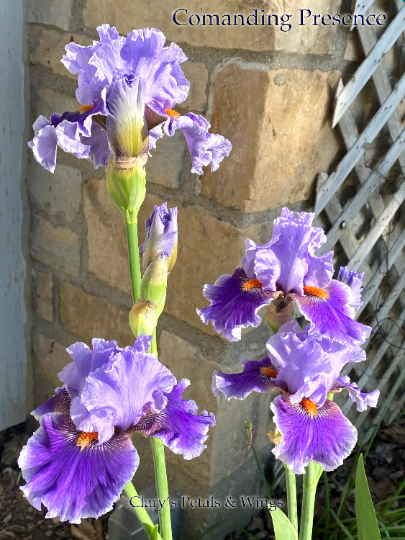 COMMANDING PRESENCE - 2014 - TB