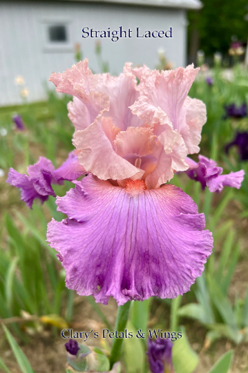 STRAIGHT LACED - 2007 - TB - Fragrant