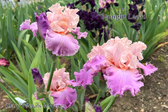 STRAIGHT LACED - 2007 - TB - Fragrant